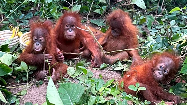 How Music Therapy Is Helping 5 Baby Orangutans Deal With Stress After Being Illegally Smuggled To India