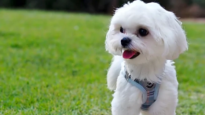 ‘We Keep Answering Every Call’: UAE Woman Offers ₹7.8 Lakh To Find Missing Dog