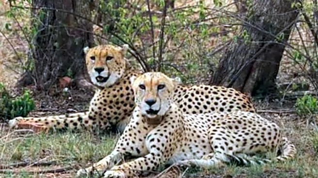 India's Cheetah Conservation Efforts Pay Off With Birth Of 4 Cubs: Where To See World's Fastest Animal