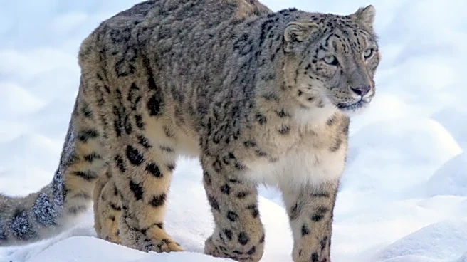 Ladakh’s Snow Leopard Tracking Ranks Fourth Globally: Best Time And Places To Visit