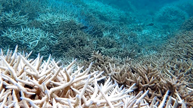 El Niño Intensifies, 200+ Indian Ecologists Warn Of Its Cascading Impacts On Ecosystems