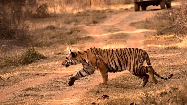 Tiger Season Is Back: 8 National Parks To Visit As Safari Gates Reopen In October