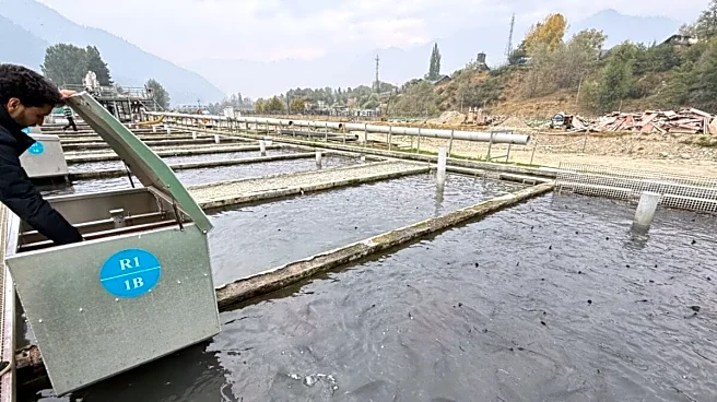 Can Himalayan Trout Replace Imported Salmon? Kashmir's Aquaculture Company Makes Its Move