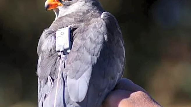 Weighing As Much As A Cellphone, These Tiny Birds Flew 20,000 Km Across 23 Countries To Reach Manipur