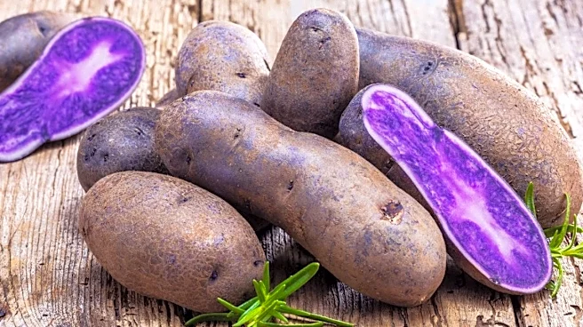 What’s India’s New Purple Potato? Could This Unusual Crop Help Fight Hidden Hunger?