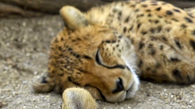 Not A Retaliatory Killing, Say Officials After Cheetah Cub Succumbs To Firearm Pellet Injuries In MP