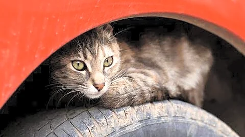 BYD develops system alerting drivers to animals under parked cars