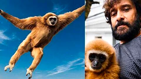 Actor Vikram's viral lar gibbon video pulled amid ownership questions