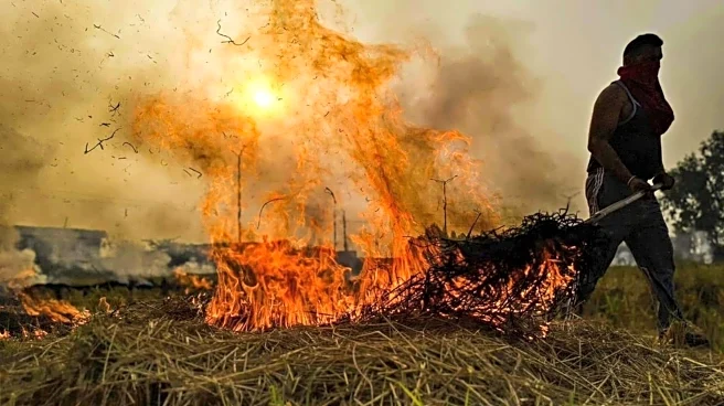 Punjab: 73% drop in stubble burning cases this year