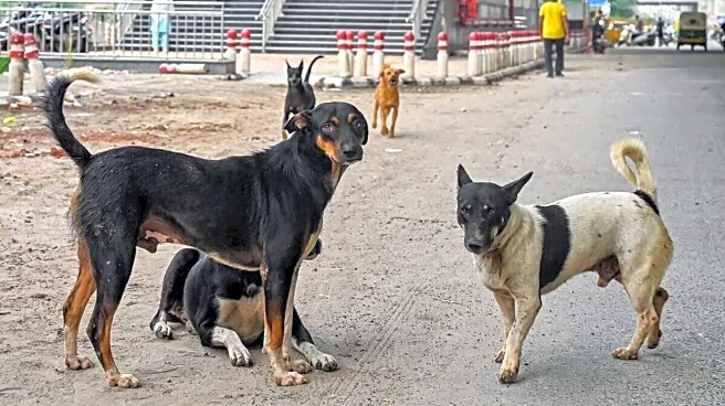 SC summons chief secretaries of all states over stray dogs