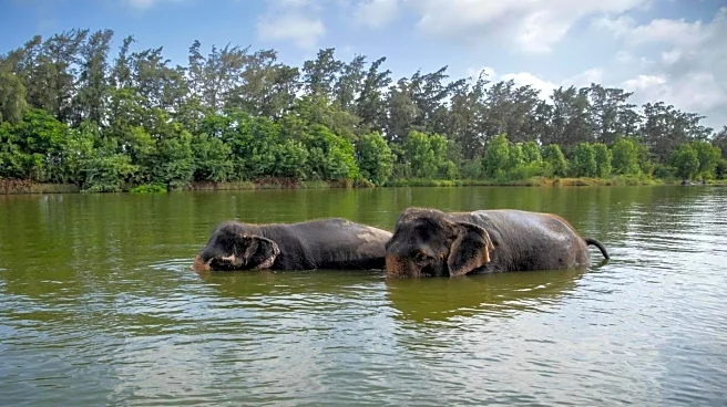 CITES hails Vantara's animal care standards after India visit