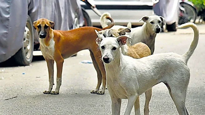 'Remove stray dogs from schools, hospitals, bus-stands': SC's big order