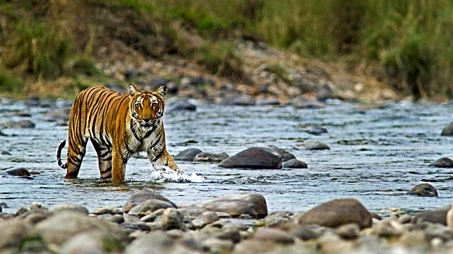 Repair ecological damage at Corbett Tiger Reserve: SC orders Uttarakhand