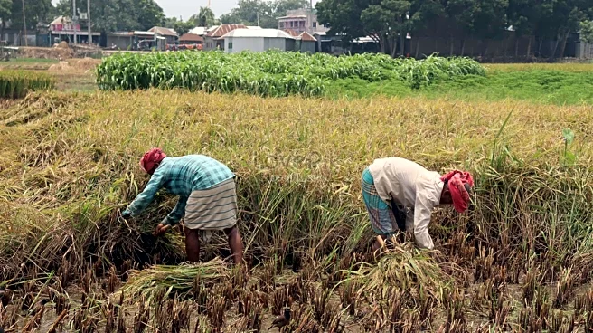 Cases of scrub typhus surge in Andhra Pradesh