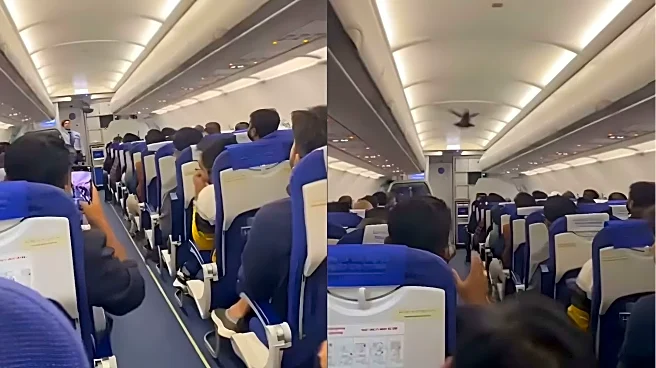 Amid IndiGo crisis, passengers record pigeon entering Bengaluru-Vadodara flight