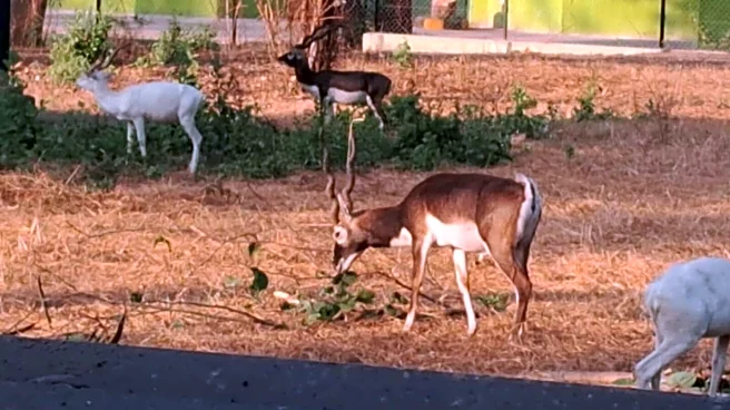 10 blackbucks die at Jamshedpur's Tata zoo; mystery infection suspected