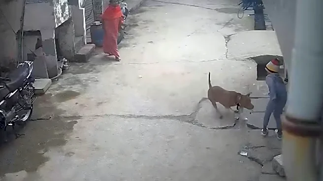 Delhi HC seeks Centre's response on banning ferocious dog breeds