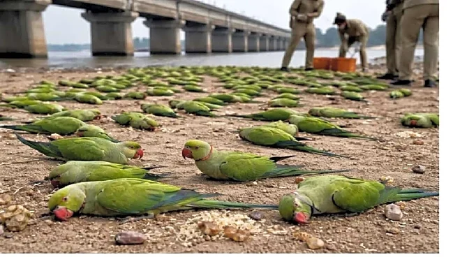 200+ parrots die on Narmada banks in Madhya Pradesh