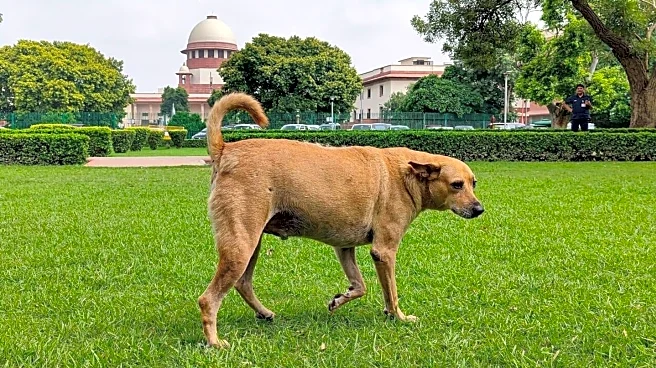 'What about chickens, goats?' SC on stray dog lovers' plea