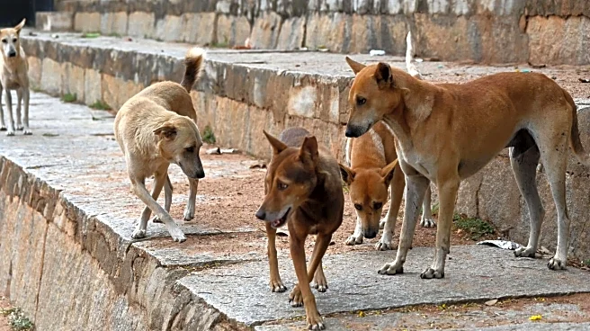'Dogs can smear fear, even your dog will attack': SC