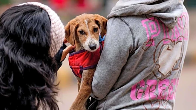 'Why not adopt orphans on streets?': SC to dog lover