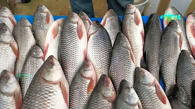 Crowd loots fish while accident-victim lies nearby on Bihar street
