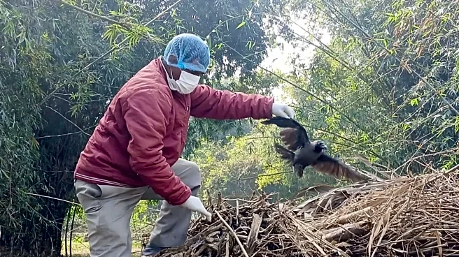 Bihar bird flu alarm: Dead crows test positive; know details