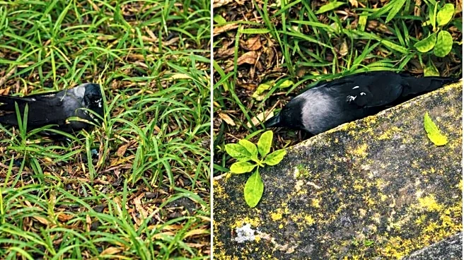 Bird flu detected in dead crows in Chennai: advisory issued