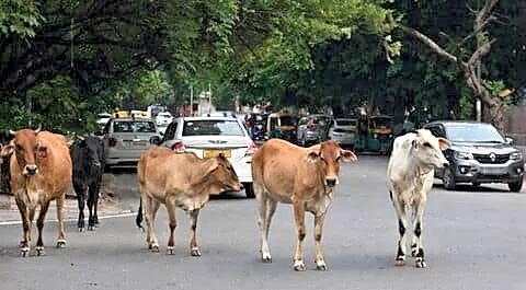 Delhi allocates ₹20.26cr to boost cow welfare across the city