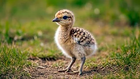 Gujarat welcomes 1st GIB chick after almost a decade