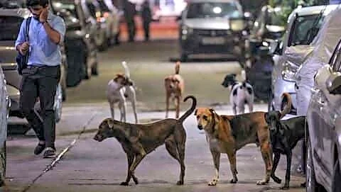 Rabies confirmed after mass dog bite in Lanka Assam