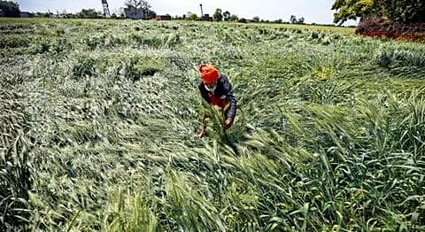 Punjab farmers seek ₹70,000 per acre for wheat crop losses
