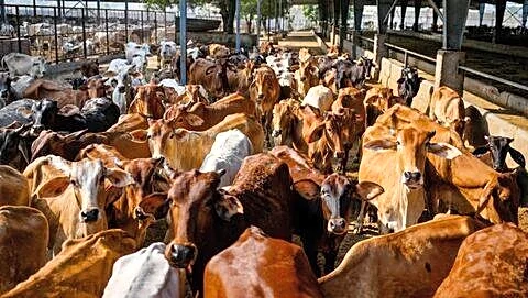 Gujarat launches ₹60cr bio-CNG plant plan via milk cooperatives