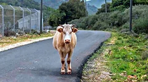 Supreme Court asks Center, states, UTs explain stray cattle issue