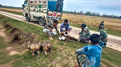 Vultures found dead and unconscious in Lakhimpur's Dudhwa buffer zone