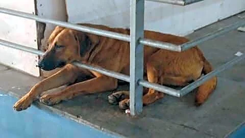 Delhi Airport acknowledges terminal community dogs under regular veterinary care