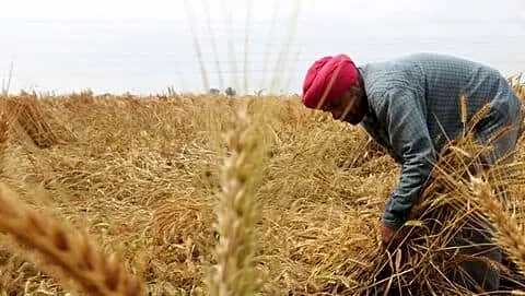 Punjab and Haryana hit by excess rain, wheat harvest threatened