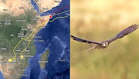 Amur falcons start 3,000km Arabian Sea return to India