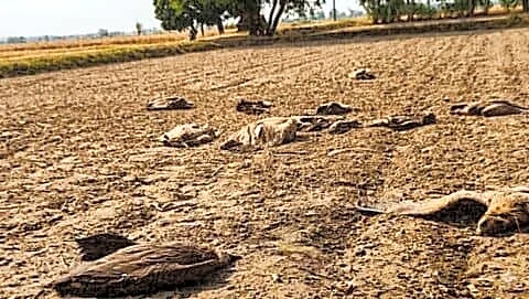 Himalayan griffon vultures found dead in Semariya amid suspected poisoning