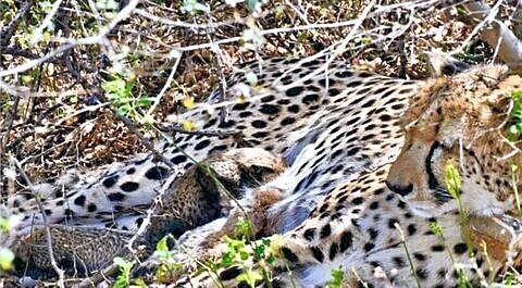 First Indian born cheetah gives wild birth at Kuno