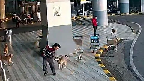 Delhi's main airport releases footage of aggressive stray dog incidents