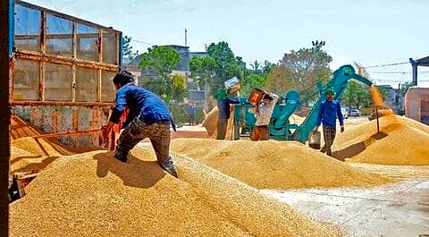 Punjab halts wheat procurement after moisture rises to 22%
