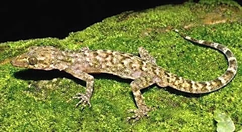 Himanta Biswa Sarma announces Cyrtodactylus raimonaensis near Raimona National Park