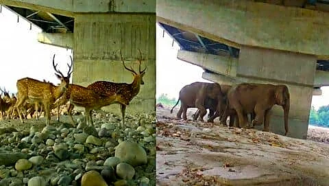 Study finds underpass on Delhi-Dehradun Expressway used by 18 species