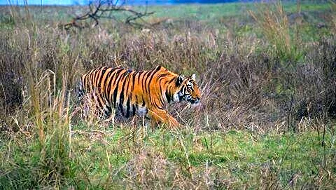 Snake bite kills 5 tigers including pregnant tigress in Tadoba