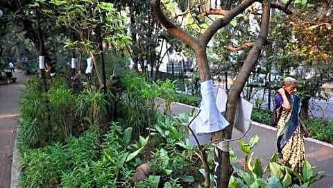 Mumbai BMC to prune over 46,000 trees pre-monsoon amid heat