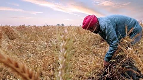 Punjab wheat buying slows as unseasonal rains prompt strict standards