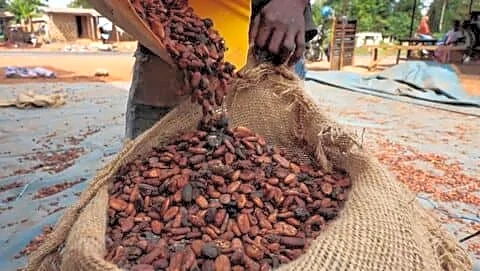 India aims to produce all cocoa domestically by 2040-41