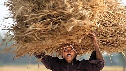 Rabi wheat procurement down 69% to 15.3L tons