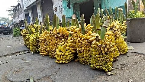 Middle East conflict disrupts Maharashtra banana exports, prices crash